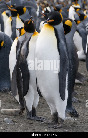 King penguins, Aptenodytes patagonicus, at Sandy Bay on Macquarie Island, Australia Stock Photo