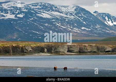 Two brown bears hunt for clams while the tide is out at the McNeil River State Game Sanctuary and Refuge in Alaska. Stock Photo