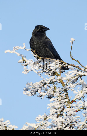 Carrion crow, Corvus corone, single bird on frosty tree, Midlands, December 2010 Stock Photo