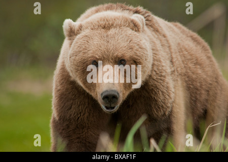 Brown bears feed on sedge grass early in the summer season at the McNeil River State Game Sanctuary and Refuge in Alaska. Stock Photo