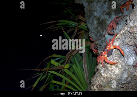 Red crabs (Gecarcoidea natalis) descending cliffs at Ethel Cove to spawn, with half-moon in background, Christmas Island Stock Photo