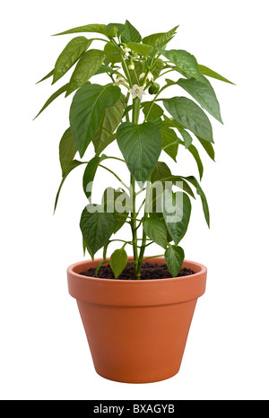 Pepper Plant in a pot isolated on a white background Stock Photo