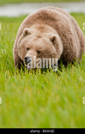 Brown bears feed on sedge grass early in the summer season at the McNeil River State Game Sanctuary and Refuge in Alaska. Stock Photo