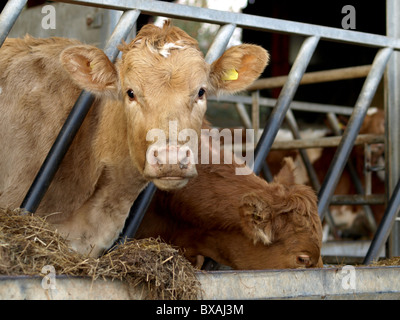 A Young Jersey heifer eating in a stall eating from a trough Stock Photo