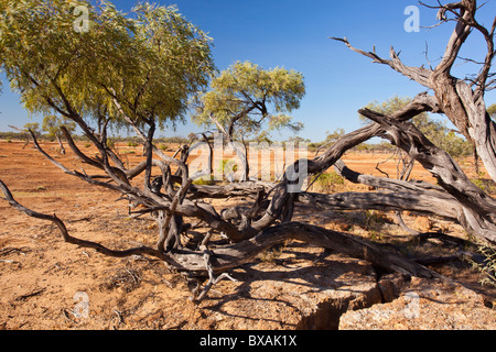 Gnarled tree by a waterhole at Scrammy Gorge in Bladensburg National Park, Winton in outback Queensland Stock Photo