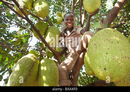 A boy climbs up a jackfruit tree in Buwanyanga Village - Sironko, Eastern Uganda, East Africa. Stock Photo