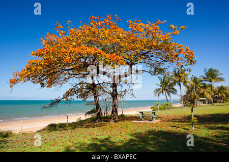 Brilliant colours of a deciduous tropical tree at Balgal Beach near Rollingstone, Townsville, Queensland Stock Photo