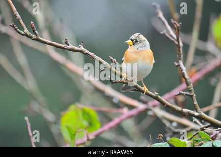 Brambling (Fringilla montifringilla) male on branch in winter - Louvain-La-Neuve - Belgium Stock Photo