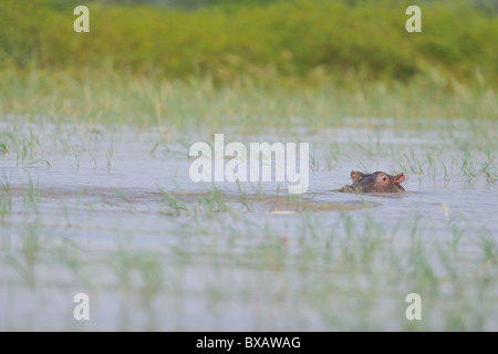 Hippopotamus - Hippo (Hippopotamus amphibius) head emerging from the water of Lake Baringo - Kenya - East Africa