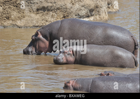 Hippopotamus - Hippo (Hippopotamus amphibius) mother & calf standing near the bank of the Mara river - Kenya - East Africa Stock Photo