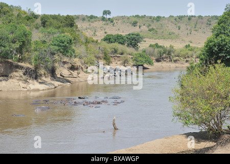 Hippopotamus - Hippo (Hippopotamus amphibius) pod living on the Mara river - Kenya - East Africa Stock Photo