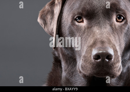 Close Up Shot of a Handsome Chocolate Labrador