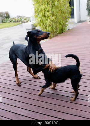 Two dogs playing on deck Stock Photo