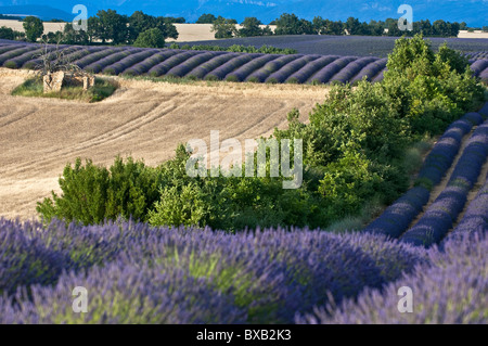 Fields of lavender and harvested wheat in summer, Valensole, Provence, France. Stock Photo