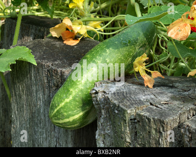 Cucumber, Cucumis sativus, in a compost bed. Stock Photo