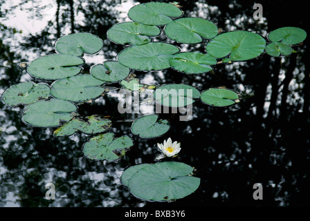 Water lilies in bloom Stock Photo