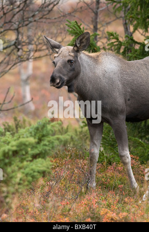 Moose in forest Stock Photo