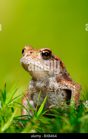 Common Toad (Bufo bufo), juvenile Stock Photo