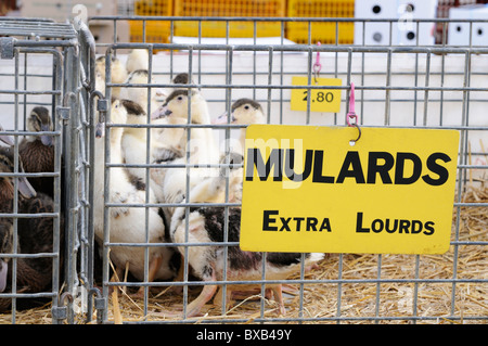 Stock photo of Poultry for sale on market stalls at the Les Herolles farmers market in the Limousin region of France.