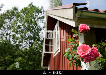 View of rose with cottage in background Stock Photo