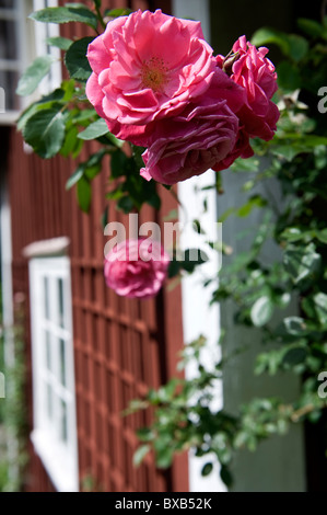 Rose blossom, close-up Stock Photo