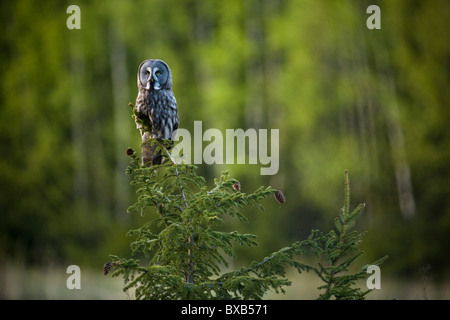 Owl perching on branch Stock Photo