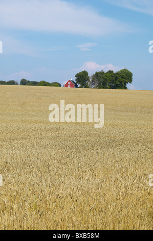 Wheat field and farm house in distance Stock Photo