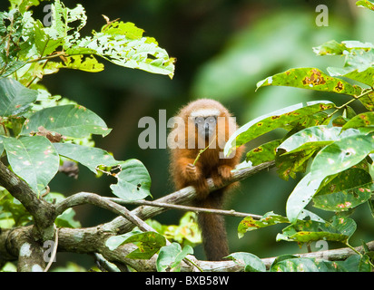 Monkey sitting on branch Stock Photo