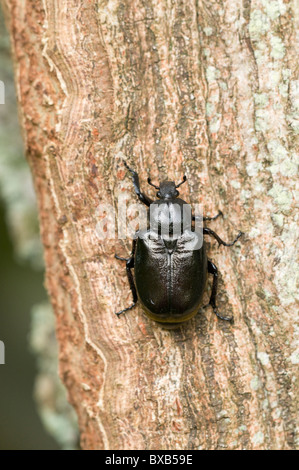 Beetle on tree bark, close-up Stock Photo