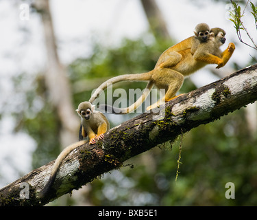Red-backed squirrel monkeys on tree branch Stock Photo