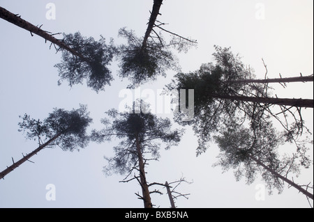 Tall trees against sky Stock Photo