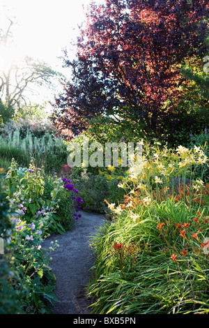 Flower in the garden, plants , richly colorful Stock Photo - Alamy