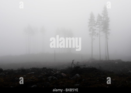 Trees in thick fog Stock Photo