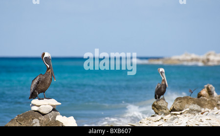 Brown pelicans perching on rock at beach