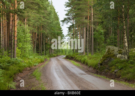 Dirt road through forest Stock Photo