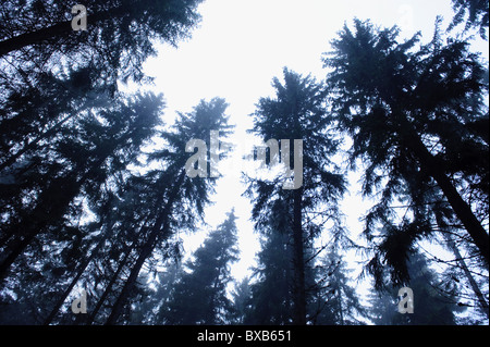 Evergreen trees against sky Stock Photo