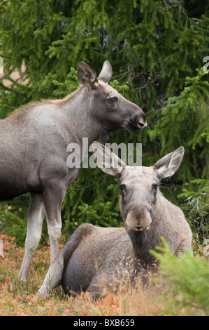 Two mooses in forest Stock Photo