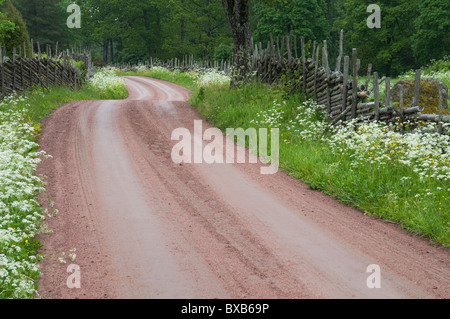 Dirt road through woods in summer Stock Photo