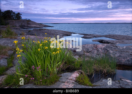 Yellow flower on rocky shore Stock Photo