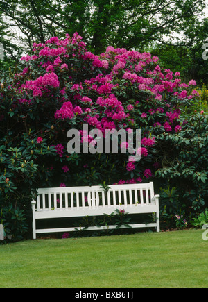 White painted wooden bench below large pink rhododendron in country garden Stock Photo