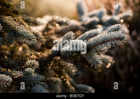 Picea pungens ‘Hoopsii’, Colorado Spruce in frost Stock Photo