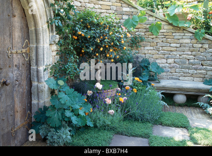 Citrus tree in pot on patio in corner of walled garden with camomile growing between stone paving slabs Stock Photo
