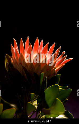 King Protea Protea cynaroides Stock Photo