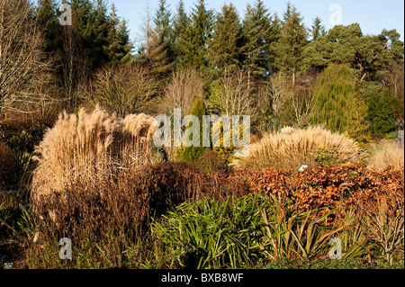 Square/Hot Garden across to the Foliage and Plantsman's Garden in November at RHS Rosemoor, Devon, England, United Kingdom Stock Photo