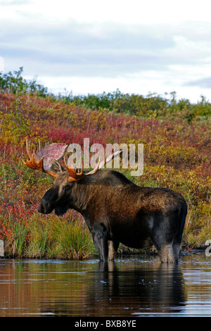 Bull Moose (Alces alces) in the early morning, eating grasses from the ground of a beaver pond, Denali National Park, Alaska Stock Photo