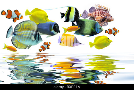 group of fishes on a white background Stock Photo