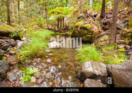 Mickey's Creek, Carnarvon National Park, Injune, Queensland Stock Photo