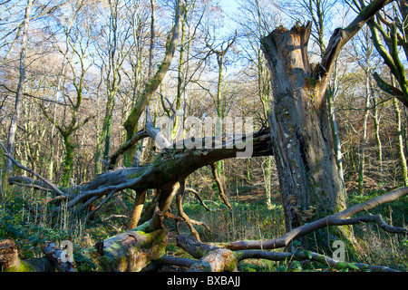 Fallen beech tree, The Wenallt, near Rhiwbina, Cardiff UK GB Stock Photo