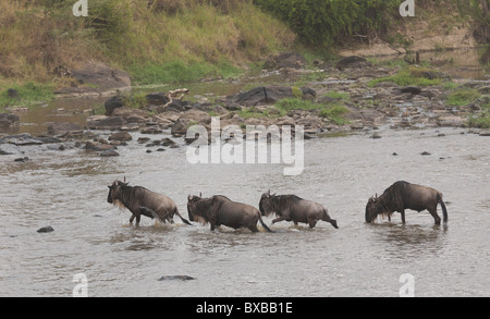 Wilderbeast Great Migration river crossing in Kenya Africa Stock Photo