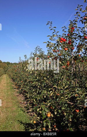 Apple orchard with ripe Discovery apples ready for picking in the autumn Stock Photo
